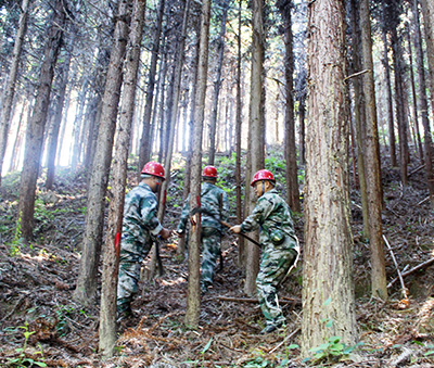 嚴把森林培育質(zhì)量關(guān)，譜寫資源培育新篇章