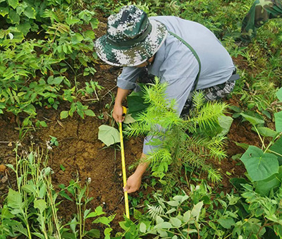 嚴把森林培育質(zhì)量關(guān)，譜寫資源培育新篇章