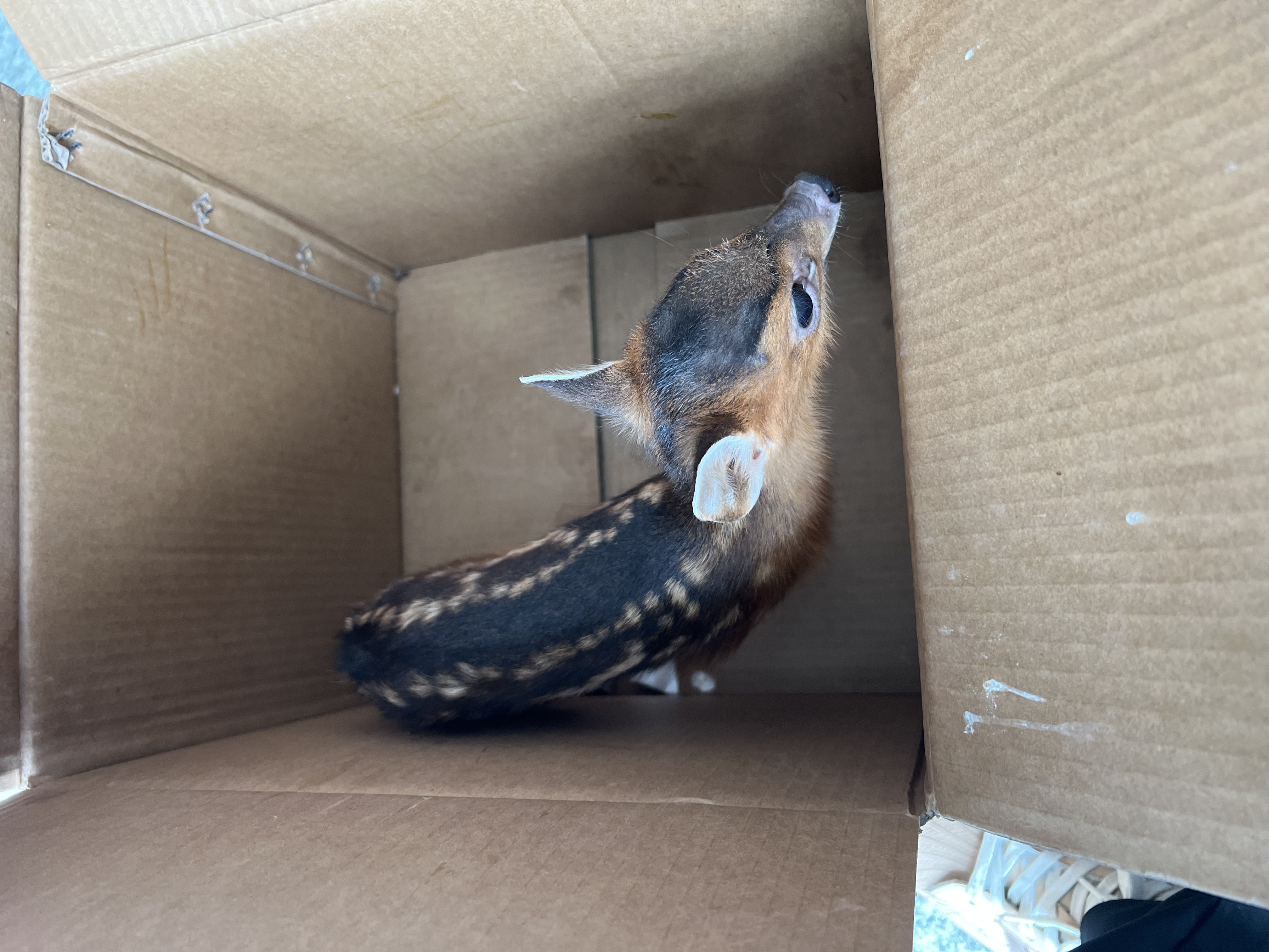 保護(hù)野生動物 守護(hù)共同家園 ——福建金森成功救助國家"三有"保護(hù)動物幼年山麂 保護(hù)野生動物 守護(hù)共同家園 ——福建金森成功救助國家"三有"保護(hù)動物幼年山麂